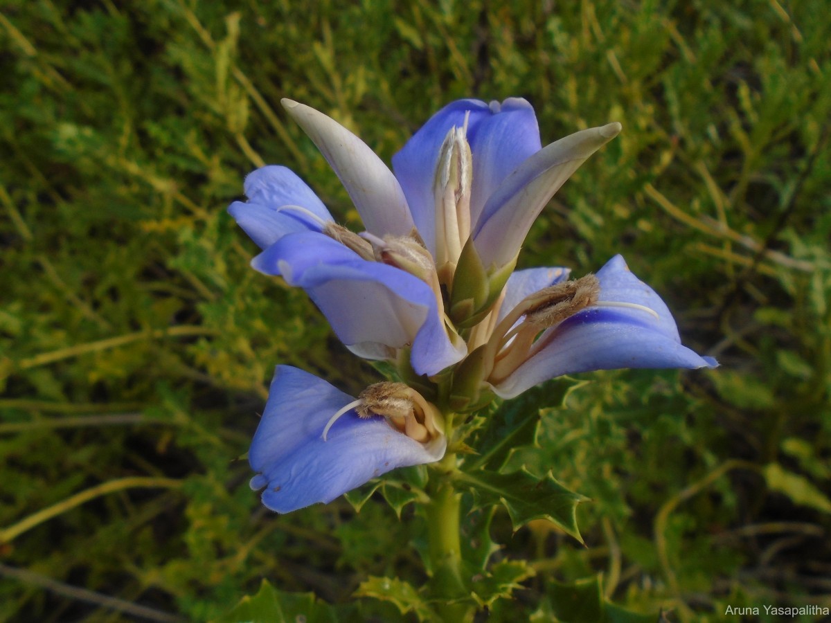 Acanthus ilicifolius L.